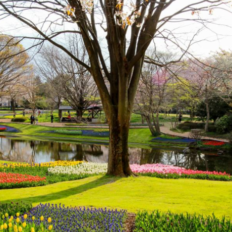 สวนโชวะคิเน็น (Showa Kinen Park) กับทิวทัศน์และดอกไม้ที่สวยงามทั่วทิศ