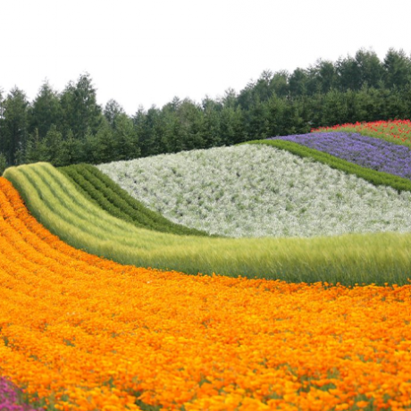 ทุ่งดอกไม้ฟุราโนะ (Furano Flower Field) มรดกอันล้ำค่าทางการท่องเที่ยวและเศรษฐกิจของญี่ปุ่น