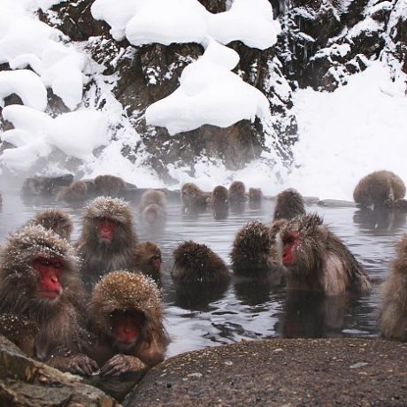 สวนลิงจิโกคุดานิ (Jigokudani Monkey Park) แหล่งออนเซ็นลิงหิมะ ที่ทำให้เราเรียนรู้ถึงธรรมชาติของลิงได้ใกล้ชิด