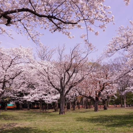 สวนสาธารณะโยโยงิ (Yoyogi Park) กับความงามของธรรมชาติและกิจกรรมต่าง ๆ ในสวน