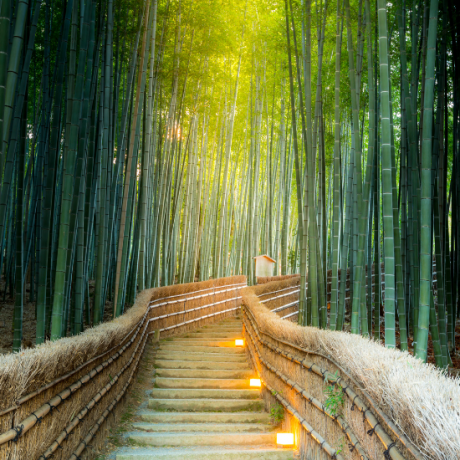มารู้จักกับทิวทัศน์ที่สวยงามของป่าไผ่ Arashiyama Bamboo Forest หนึ่งในสถานที่ควรมาเยือน