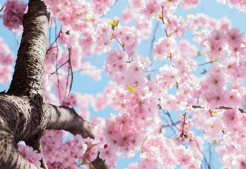 เพลิดเพลินไปกับซากุระที่เกียวโต แนะนำสถานที่ชมดอกไม้ เครื่องแต่งกายและโรงแรมที่ใกล้กับสถานที่ชมดอกไม้