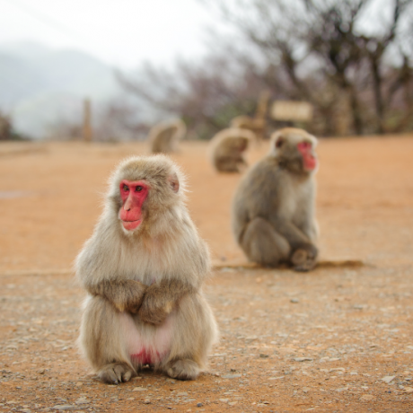 มาเจอลิงน้อยแสนซนกันได้ที่สวนลิง Iwatayama Monkey Park กันเถอะ