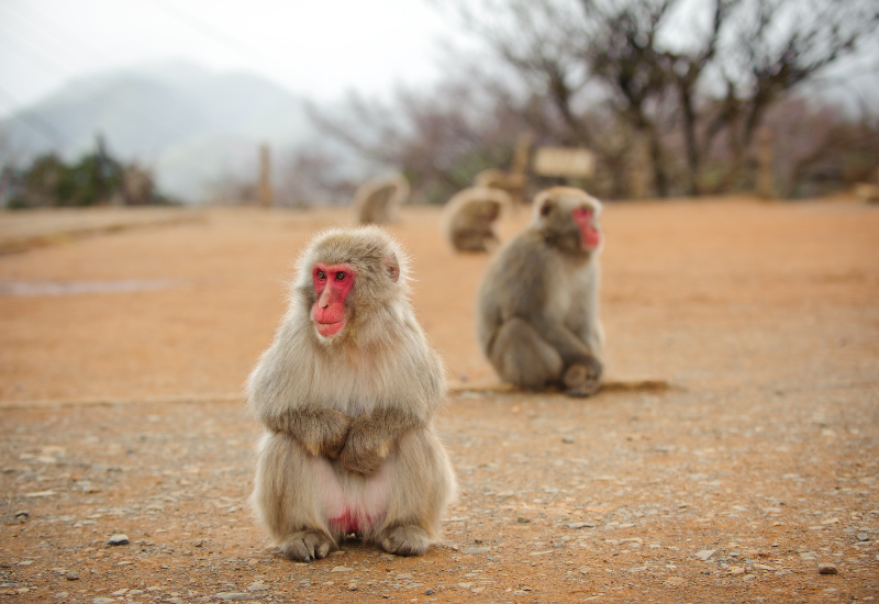 มาเจอลิงน้อยแสนซนกันได้ที่สวนลิง Iwatayama Monkey Park กันเถอะ