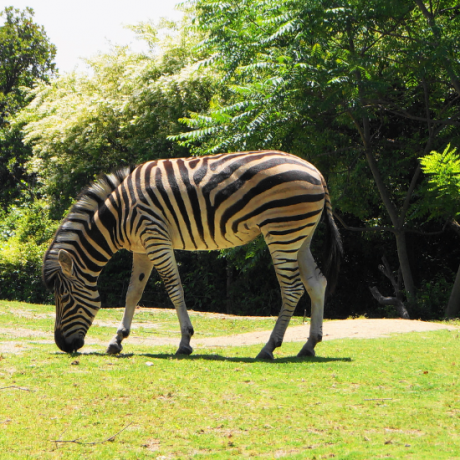 Osaka Tennoji Zoo สวนสัตว์ที่จะทำให้เราได้เรียนรู้ถึงธรรมชาติของสัตว์อย่างเต็มที่