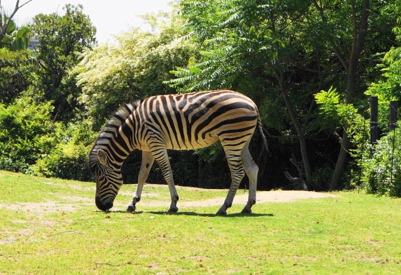 Osaka Tennoji Zoo สวนสัตว์ที่จะทำให้เราได้เรียนรู้ถึงธรรมชาติของสัตว์อย่างเต็มที่