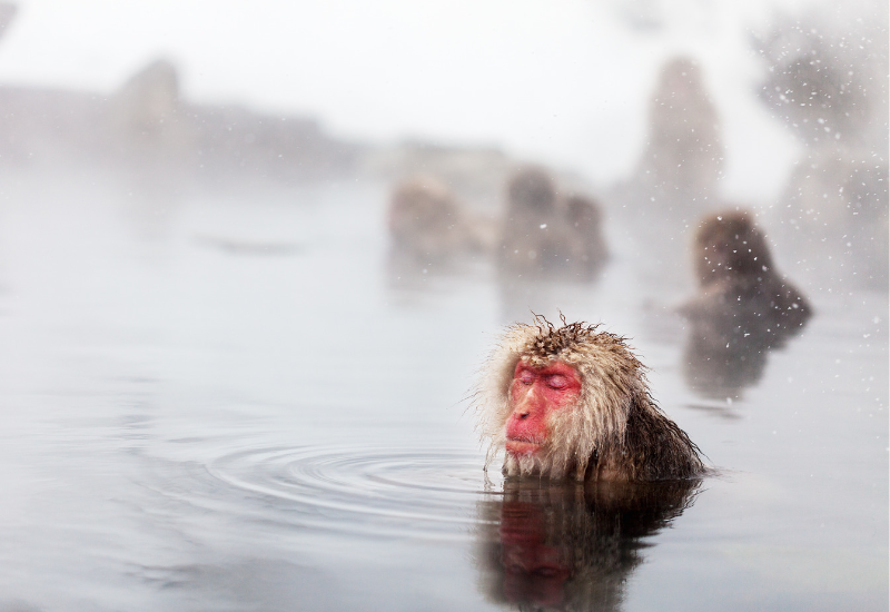 8 จุดเชคอินใน “นากาโนะ” ถิ่นบรรพชีวิน การันตีเรื่องความหนาวเหน็บ