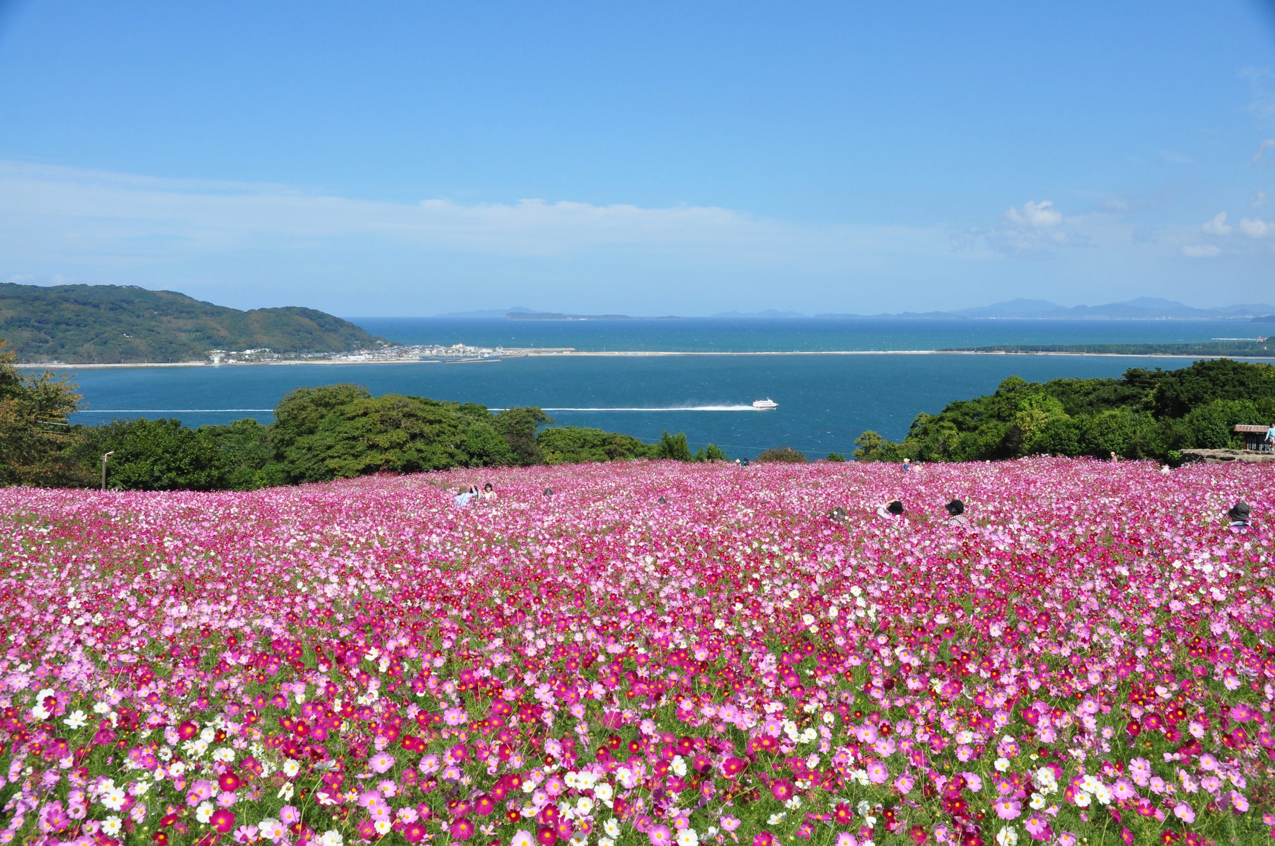 Day2.ดอกไม้บานตามฤดูกาลตลอดทั้งปีที่เกาะ Nokonoshima